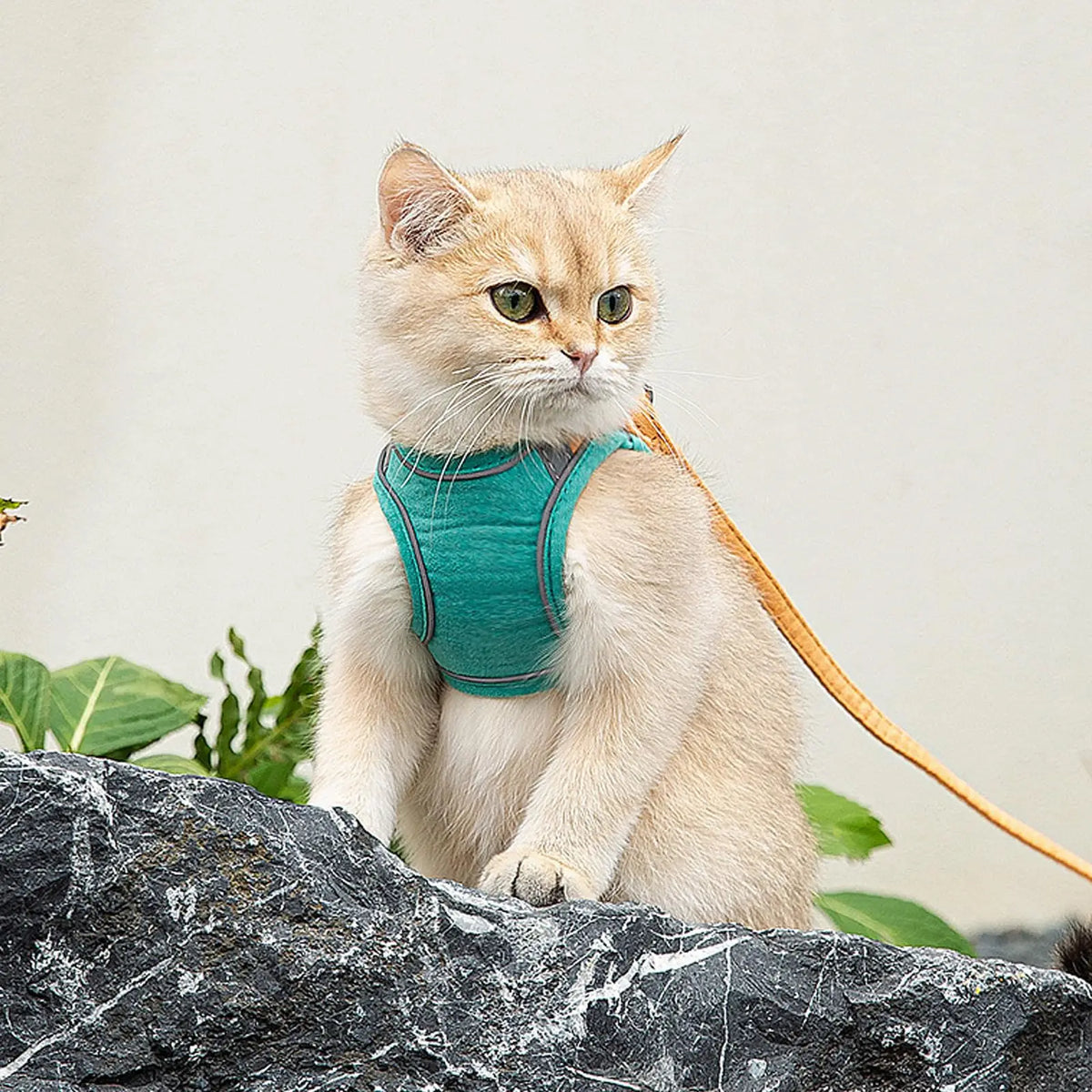Escape-Proof Cat Harness & Leash Set – Soft Step-In Vest for Cats & Kittens