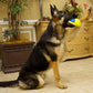 Dog Chew and Tug Toys Collection
